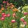 Goldstrohblume / Garten-Strohblume (Xerochrysum bracteatum)