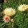 Goldstrohblume / Garten-Strohblume (Xerochrysum bracteatum)