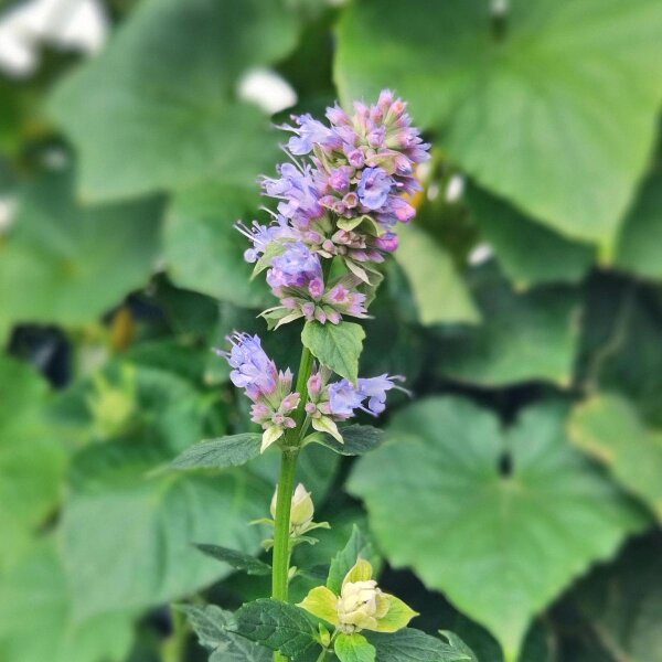 Anisysop / Anis-Duftnessel (Agastache foeniculum)  Samen