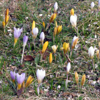 Frühlings-Krokus (Crocus vernus)