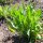 Schwarzwurzeln Einjährige Riesen (Scorzonera hispanica) Samen