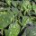 Echter Spinat Matador (Spinacia oleracea) Samen