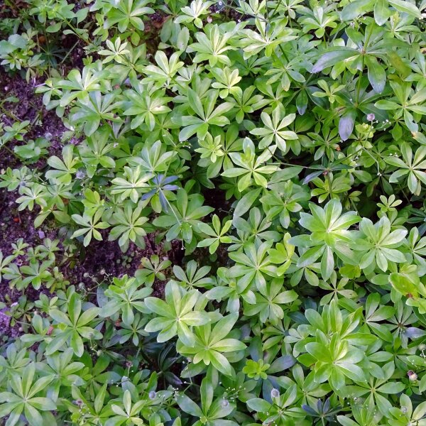 Waldmeister (Galium odoratum) Samen