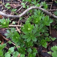 Waldmeister (Galium odoratum) Samen