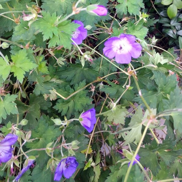 Wiesen-Storchschnabel (Geranium pratense) Samen