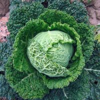 Wirsing Bonner Advent (Brassica oleracea convar. capitata var. sabauda L.) Samen