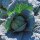 Wirsing Bonner Advent (Brassica oleracea convar. capitata var. sabauda L.) Samen