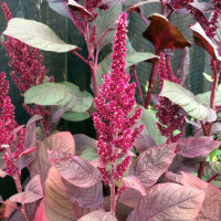 Roter Meier (Amaranthus lividus) Samen