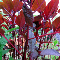 Roter Meier (Amaranthus lividus) Samen