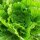 Chinakohl Wong Bok (Brassica rapa subsp. pekinensis) Samen