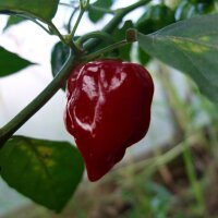 Chili Chocolate Habanero (Capsicum chinense) Samen