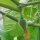 Cantaloupe Melone Charentais (Cucumis melo) Samen