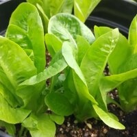 Romana-Salat Salatherzen Little Gem (Lactuca sativa) Samen
