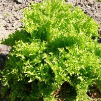 Frisee Salat Pancalieri (Cichorium endivia)