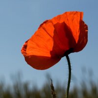 Klatschmohn (Papaver rhoeas) Samen