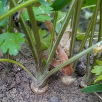 Wurzelpetersilie Hamburg (Petroselinum crispum ssp. tuberosum) Samen