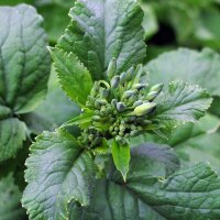 Radieschen French Breakfast (Raphanus sativus) Samen