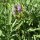 Spanischer Salbei (Salvia lavandulifolia) Samen
