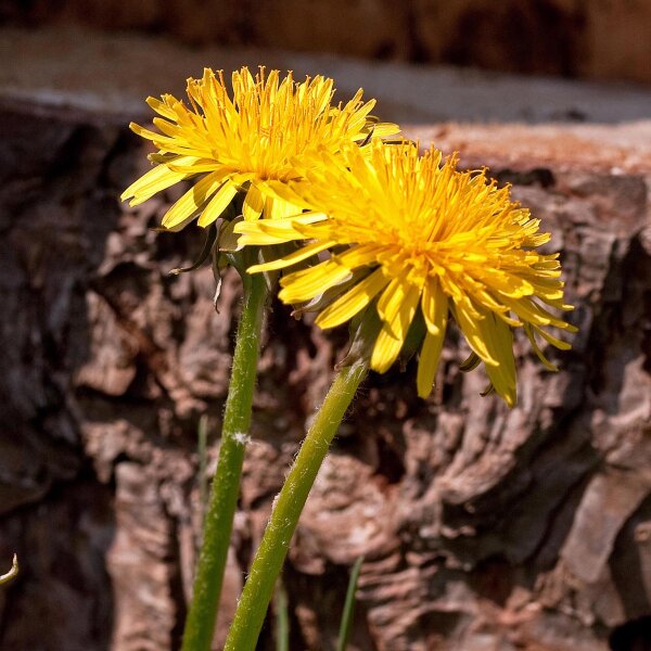 Kulturlöwenzahn (Taraxacum officinale) Samen