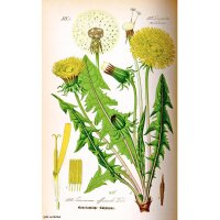 Kulturlöwenzahn (Taraxacum officinale) Samen