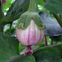 Gestreifte Aubergine Rotonda bianca sfumata di rosa...