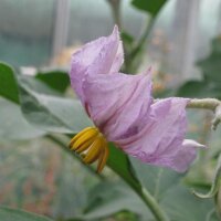 Gestreifte Aubergine Rotonda bianca sfumata di rosa...