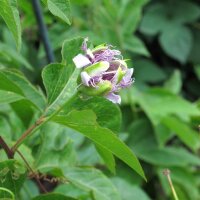 Maracuja / Passionsfrucht (Passiflora edulis) Samen