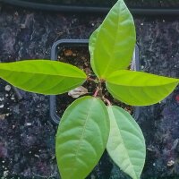 Maracuja / Passionsfrucht (Passiflora edulis) Samen