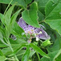 Maracuja / Passionsfrucht (Passiflora edulis)