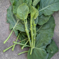 Chinesischer Brokkoli, Gai Lan (Brassica oleracea var....