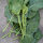 Chinesischer Brokkoli, Gai Lan (Brassica oleracea var. alboglabra) Samen