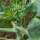 Chinesischer Brokkoli, Gai Lan (Brassica oleracea var. alboglabra) Samen