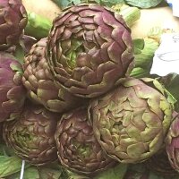 Violette Artischocke Violetto di Chioggia (Cynara scolymus) Samen