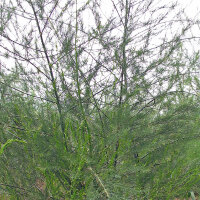 Grüner Spargel Mary Washington (Asparagus officinalis) Samen