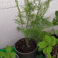 Grüner Spargel Mary Washington (Asparagus officinalis) Samen