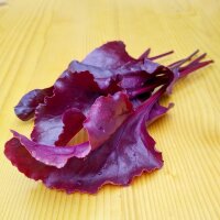 Rote Bete Bulls Blood (Beta vulgaris) Samen