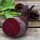 Rote Bete Bulls Blood (Beta vulgaris) Samen