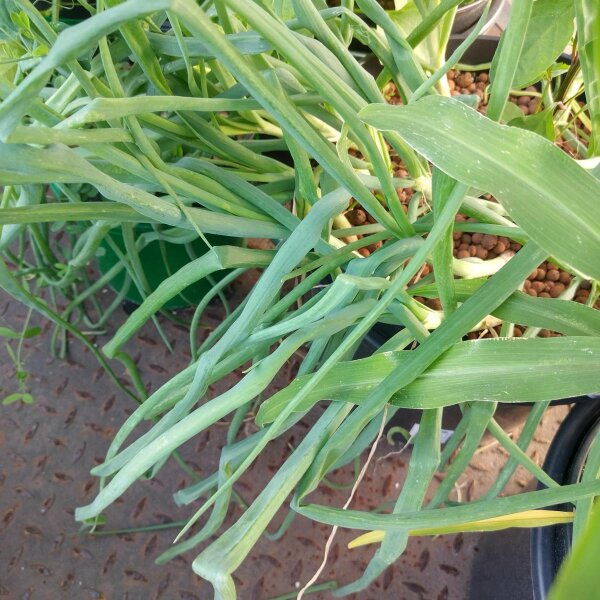Schalotten 'Zebrune' (Allium ascalonicum) Samen