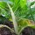 Weißer Mangold Fordhook Giant (Beta vulgaris) Samen