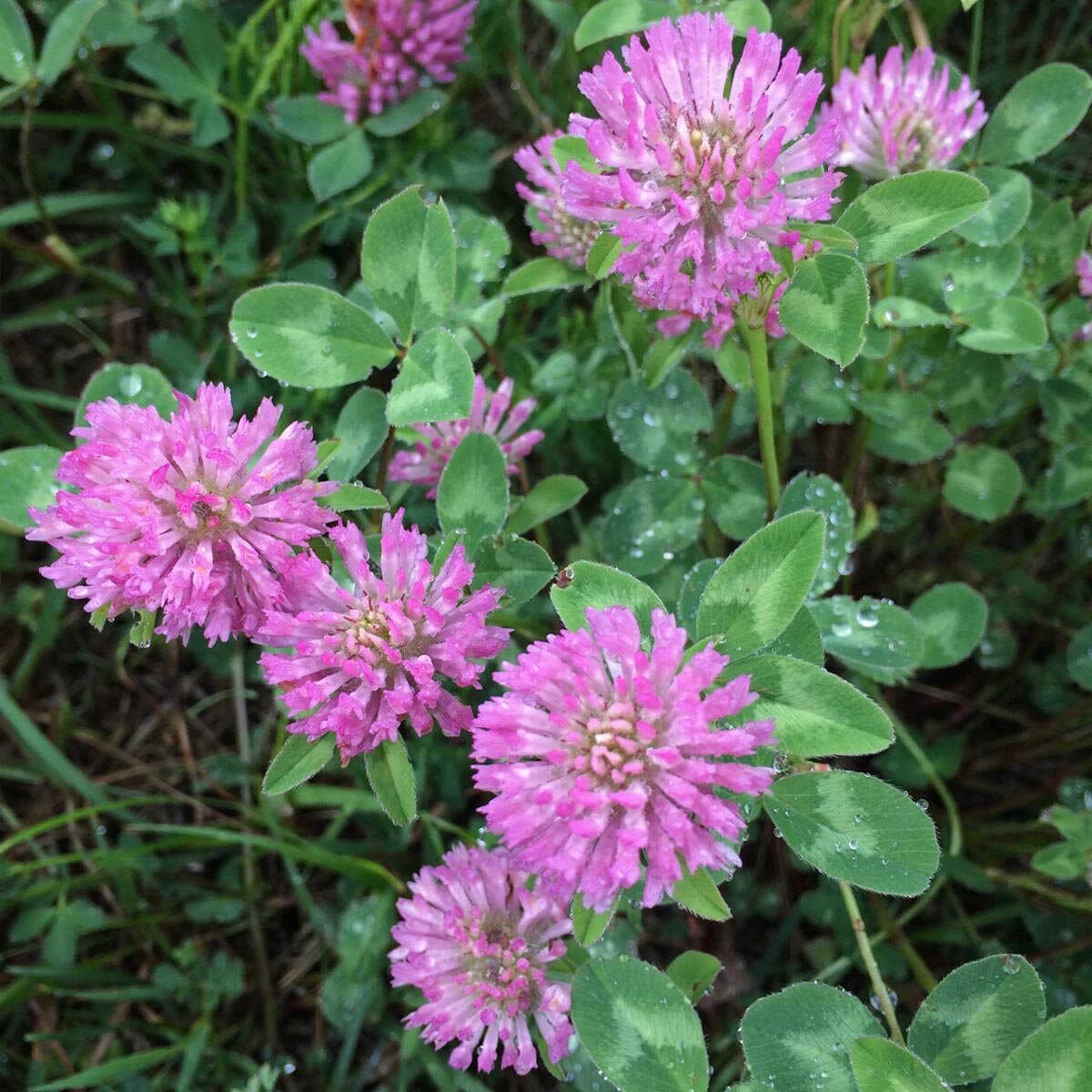 TRIFOLIUM Gonna Corta In Pizzo Francese: Morbida, Sexy E Versatile Per Ogni Occasione