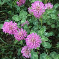 Rotklee (Trifolium pratense) Samen