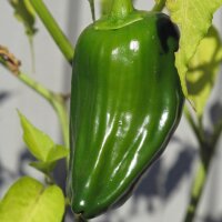 Habanero Chili -Urform- (Capsicum chinense) Bio Saatgut