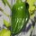 Habanero Chili -Urform- (Capsicum chinense) Bio Saatgut