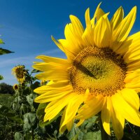 Sonnenblume (Helianthus annuus)