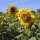 Sonnenblume (Helianthus annuus)