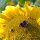 Sonnenblume (Helianthus annuus)