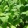 Havanna Tabak (Nicotiana tabacum) Samen