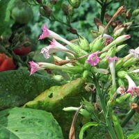 Perique-Tabak (Nicotiana tabacum) Samen