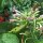 Perique-Tabak (Nicotiana tabacum) Samen