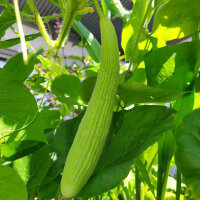 Armenische Gurke (Cucumis melo var. flexuosus) Samen